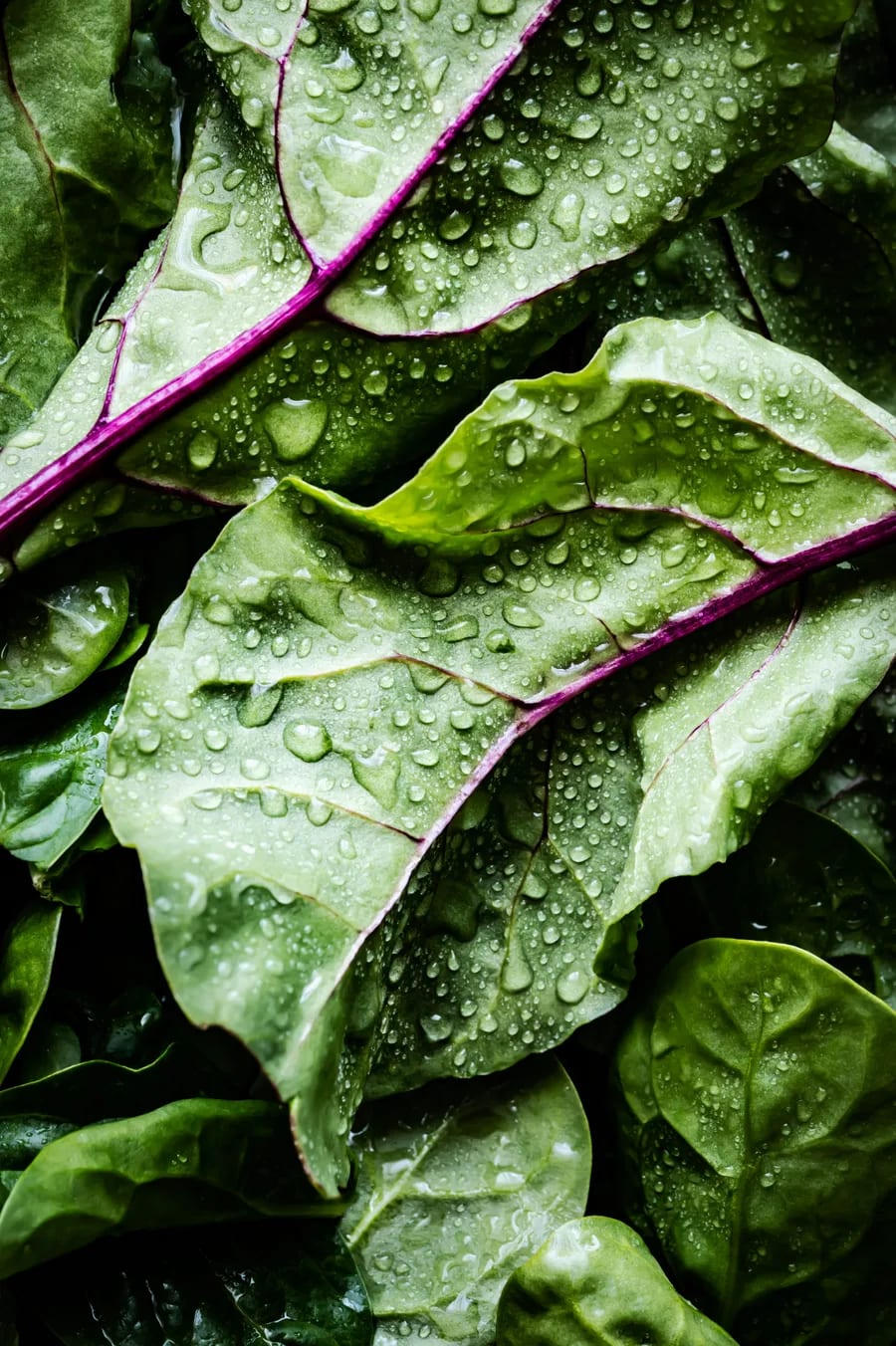 Grüner Salat